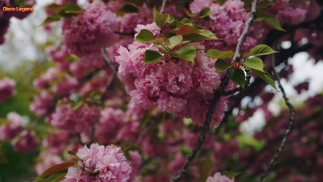 Umar Keyn & Mr Salama - One Day | Retro Disco Vibes ! смотреть онлайн