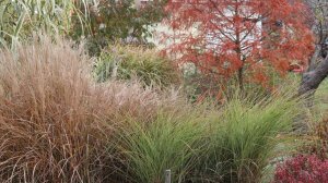 Самая-пресамая радикальная обрезка сада.