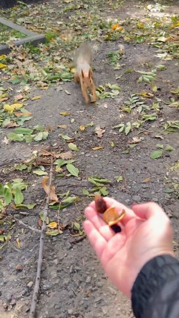 Самая смелая белка. Чистяковская роща Краснодар #nature #hiking #squirrel #autumn