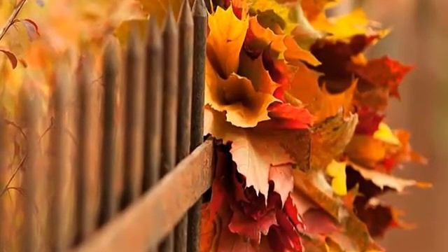 Листья желтые.mp4 смотреть онлайн