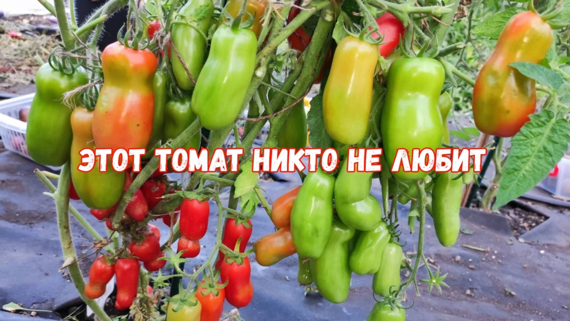 ЭТОТ ТОМАТ НИ КОМУ НЕ НРАВИТСЯ, А Я САЖАЮ ЕЖЕГОДНО смотреть онлайн