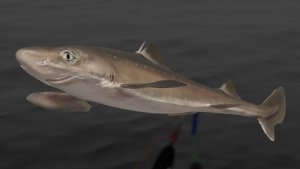 РР4!Аккаунт новичка!!!