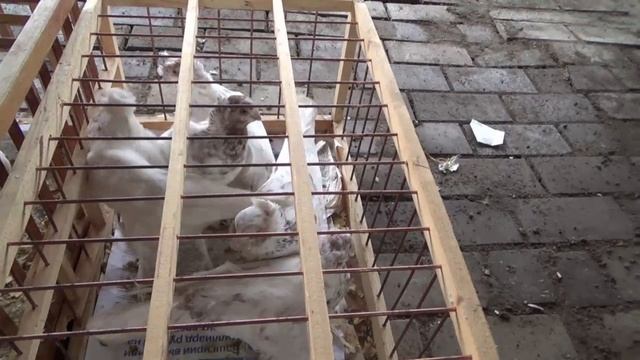 ЯРМАРКА ГОЛУБЕЙ В УФЕ 8 НОЯБРЯ 2025 ГОДА. смотреть онлайн