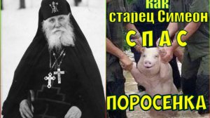 Как старец Симеон спас поросенка.