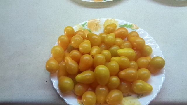 ТОМАТ МЕДОВАЯ КАПЛЯ - КАПЛИ СОЛНЦА В ВАШЕМ ОГОРОДЕ! №104 в моем каталоге. Обзор сорта. смотреть онлайн