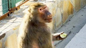 Донна Роза - мать звезды Гамадрила Люси, ждет малыша? Мигель с девчонками промышляют на крыше! ДОМ2