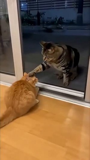 Дверь открыли...