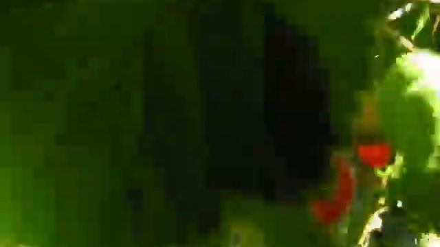 Обрезка войлочную вишню возродила смотреть онлайн