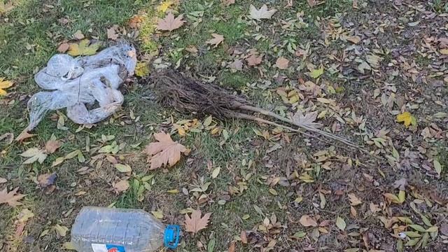 Орех Великан,посадка саженцев 👍💪🌳 смотреть онлайн