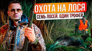 Охота на лося! Бык лег с первого выстрела! Как добыть лося на гону? Как манить лося?