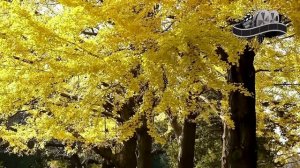 🔴 MAMĂ, EARTA - MĂ 🙏🏻🙏🏻