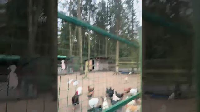 Курица избила кролика ! Мы в шоке 😨 смотреть онлайн