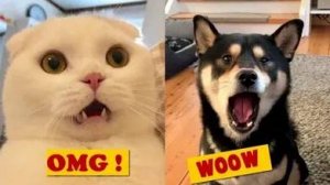 Эти милашки поднимут Вам настроение| Самые милые животные |Подборка видео | Котики | Собачки