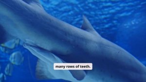 Sharks (Акулы)