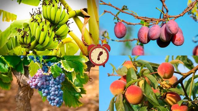 УЧИМ ЯГОДЫ и ИЗУЧАЕМ ФРУКТЫ! Развивающие мультики для детей смотреть онлайн