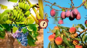 УЧИМ ЯГОДЫ и ИЗУЧАЕМ ФРУКТЫ! Развивающие мультики для детей