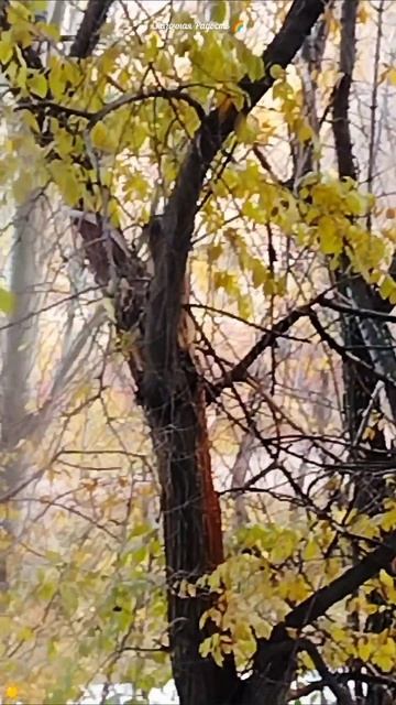 #обзор #заокном #красивая #птица #дятел #осень2025год #событиедня #3ноября2025год смотреть онлайн