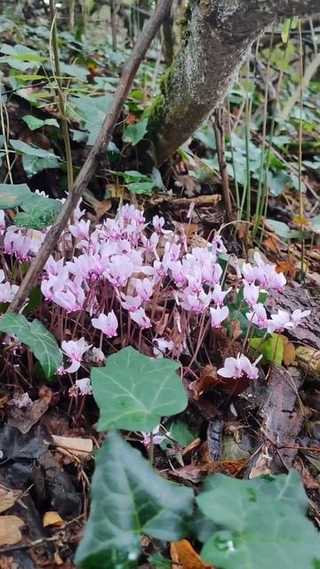 Цикламен в дикий природе. Сербия. Cyclamen hederifolium #serbia #hiking #nature #mountains #flower смотреть онлайн