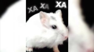 KAIA BOKA FONk😈👿💀☠️