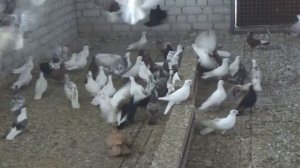 О здоровье голубей!