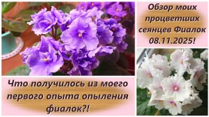 Обзор моих процветших сеянцев Фиалок 08.11.2025! Что получилось из моего первого опыления фиалок?!