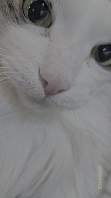 Магические лапки