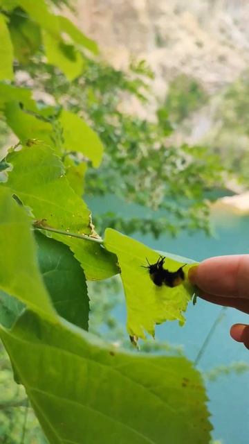 Фрушка Гора Fruška gora, Vrdnička kula, Ledinačko jezero, Srbija #naturewalk #travel #hiking #srbija смотреть онлайн