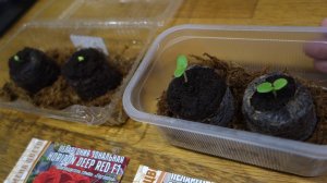 Что Посею в Ноябре 2025 Пеларгония Герань из Семян Легко и Просто