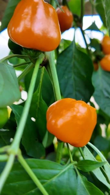 ПЕРЕЦ ЧЕРРИ СЛАДКИЙ - НОВИНКА ДЛЯ ТЕПЛИЦ, ЗАБИРАЙ НА ГРЯДКУ смотреть онлайн