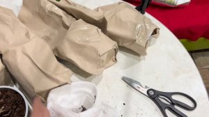 Разочарование года. Посылка с орхидеями