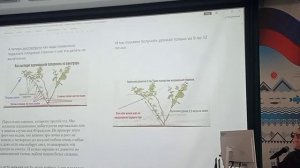 О вертикальной полярности у винограда, а также опыт выращивания винограда в контейнерной культуре