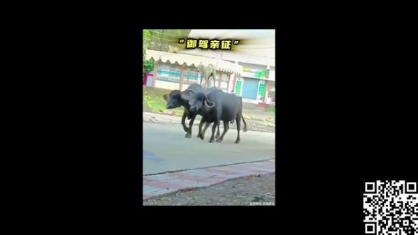 ПРИКОЛЬНЫЕ СОБАКИ https://www.donationalerts.com/r/joker1000