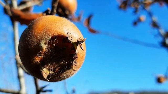 Кавказская мушмула в горах