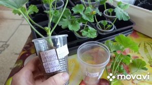 Пеларгония-ПЕРЕУКОРЕНЕНИЕ осенью. Выводы....