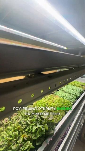 Чилловые ребята, когда ты открыл бизнес!☘️ смотреть онлайн