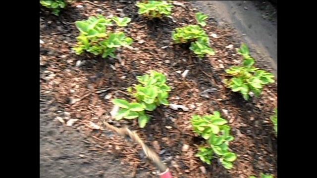 Про уход за клубникой