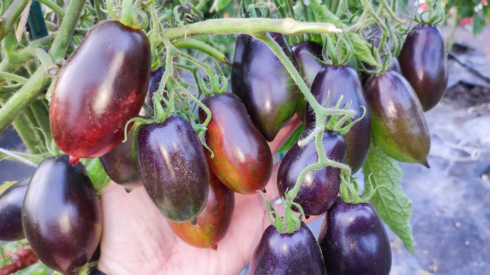 Этот томат один из любимых Гномов, сажаю каждый год смотреть онлайн