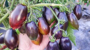 Этот томат один из любимых Гномов, сажаю каждый год