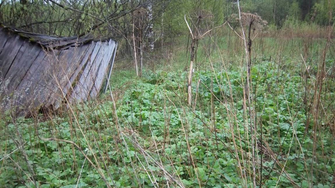 По огородам с ScorЫМ, в поисках монет