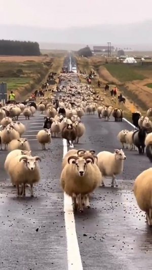 Пришлось идти пешком