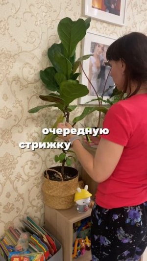 Фикус Лирата 💚✂️