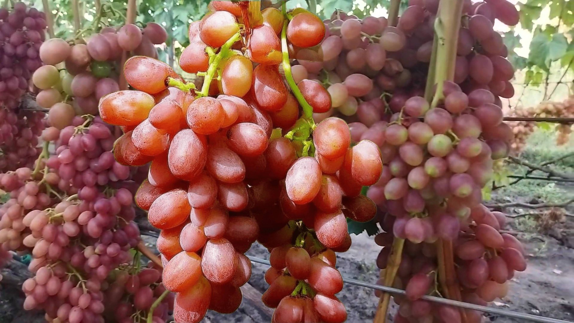 Виноград Кишмиш Лучистый Ростов-на-Дону | Small Gardens