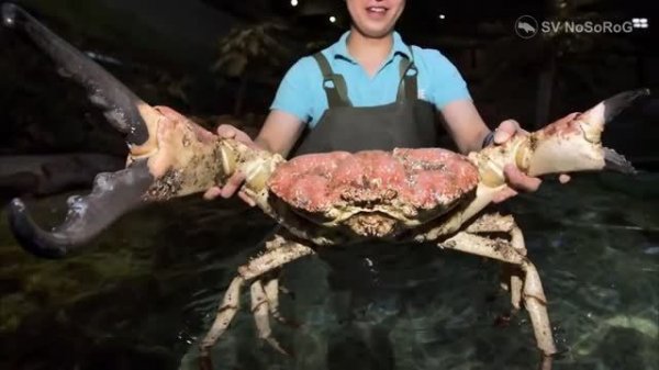 В чём размерная особенность клешней самцов Гигантского тасманийского краба — Pseudocarcinus gigas ?