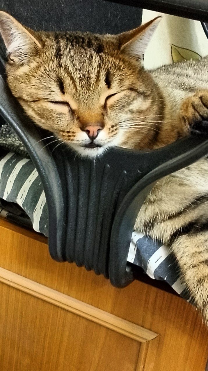 Мои подозрения! 😁😻 Юмор с животными. смотреть онлайн