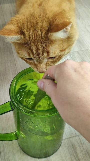 Декабрист не цветет? смотреть онлайн