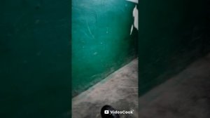гуляем с Ромой