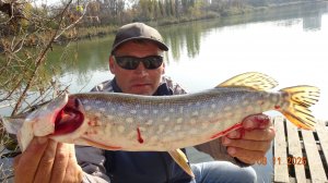 Щука в ноябре на прудах и озёрах.На живца.