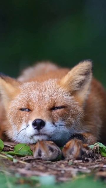 Дрёма смотреть онлайн