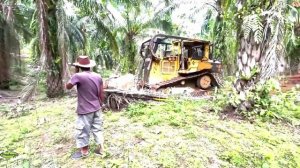 Строительство, лесная дорога