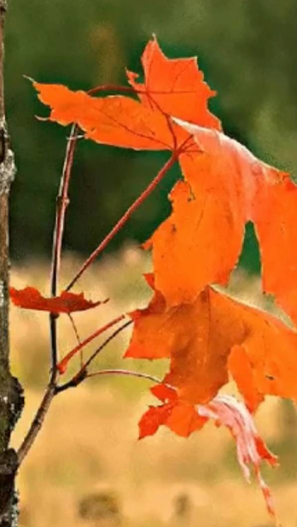 Одна заповедь ... смотреть онлайн